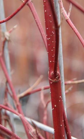 Cornus Alba 'Elegantissima' - ↨180cm - 1 Stück