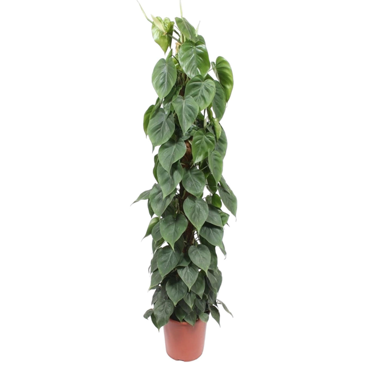 Philodendron Scandens Moosstock - 150 cm - ø27