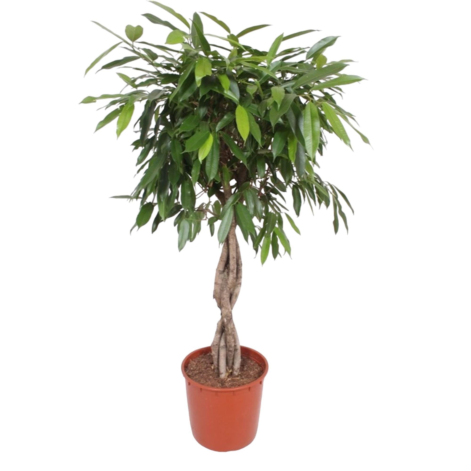 Ficus Amstel King mit geflochtenem Stamm - 140 cm - ø34