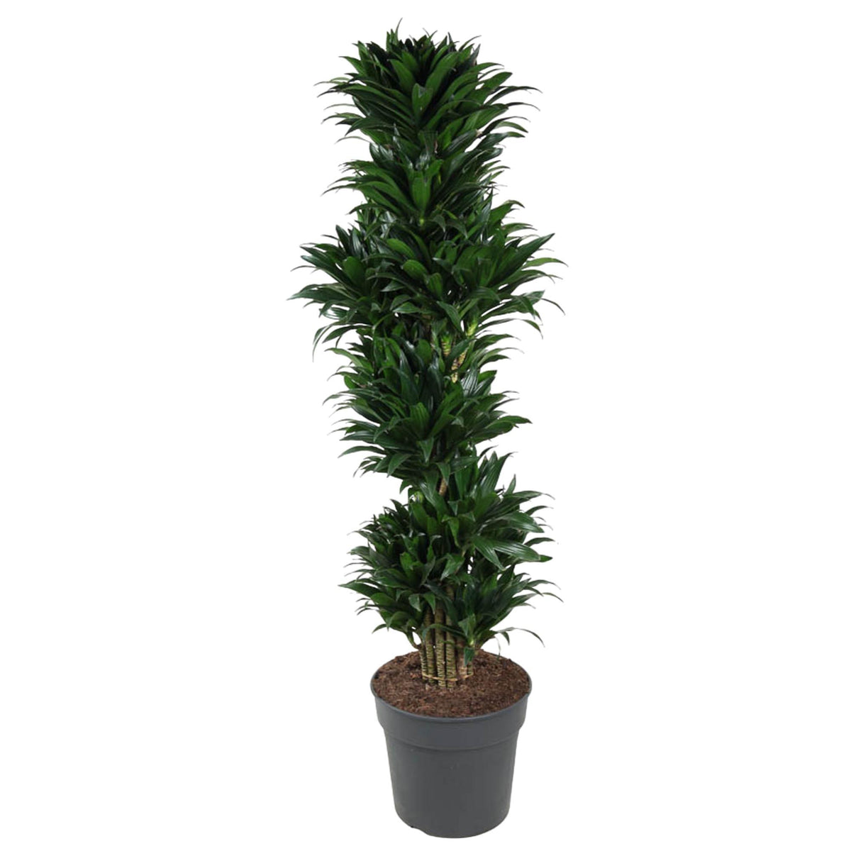 Dracaena Compacta verzweigt - 170 cm - ø34