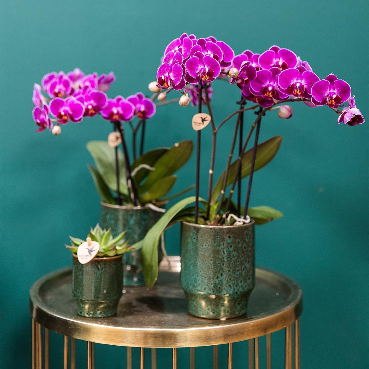 Kolibri Orchids | Kombi-Angebot  von 4 lila Phalaenopsis-Orchideen - Morelia - Topfgröße Ø9 cm | blühende Zimmerpflanze