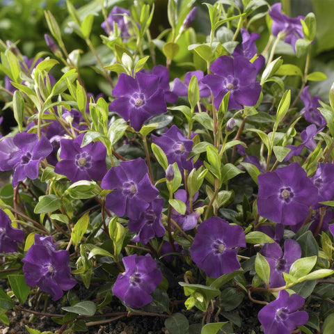 6x Vinca minor 'Atropurpurea', - ↕10-25cm - Ø9cm - 12x