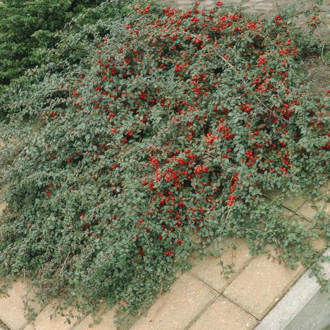 6x Cotoneaster dammeri - ↕10-25cm - Ø9cm - 40x