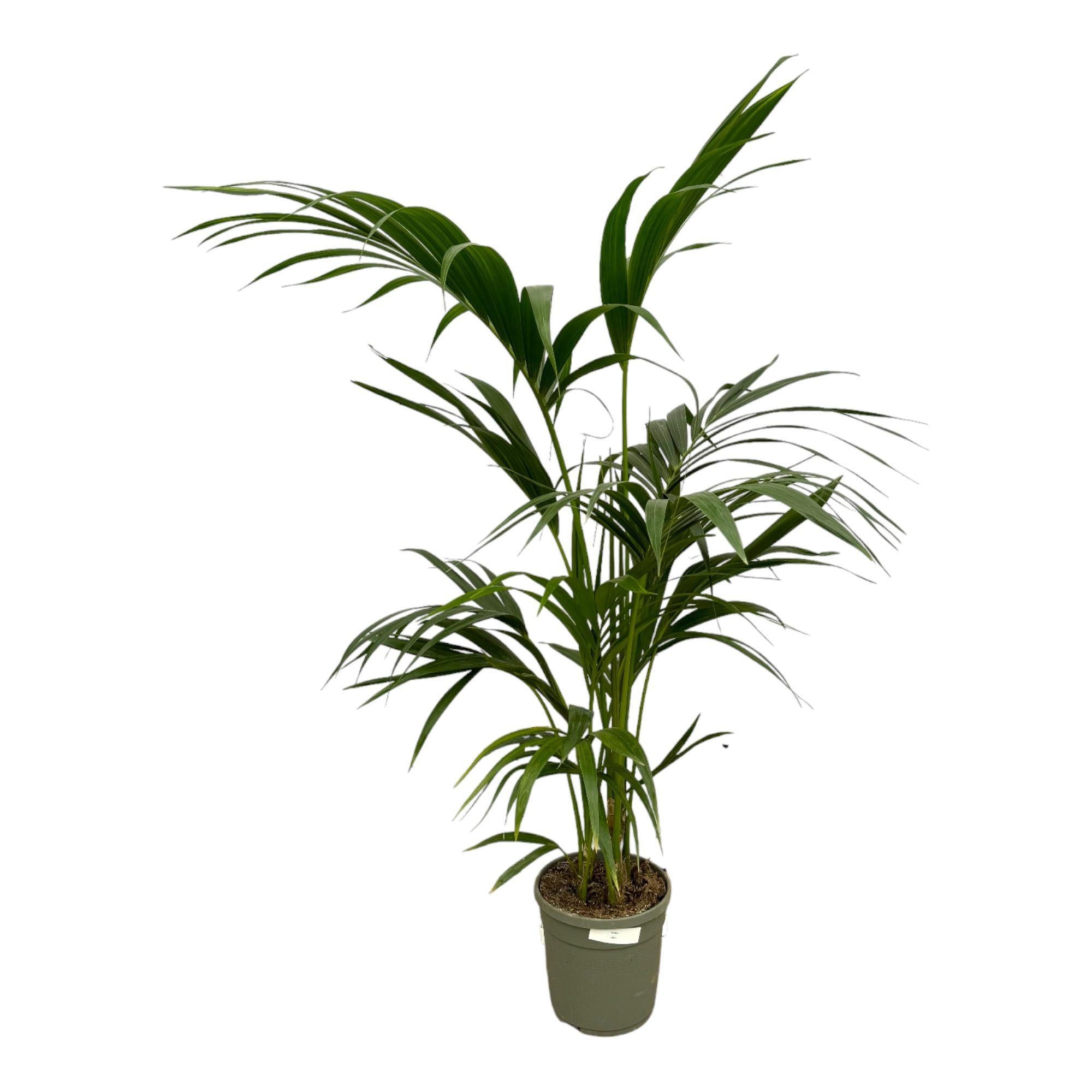 Kentia Palme - 130 cm - Ø21cm