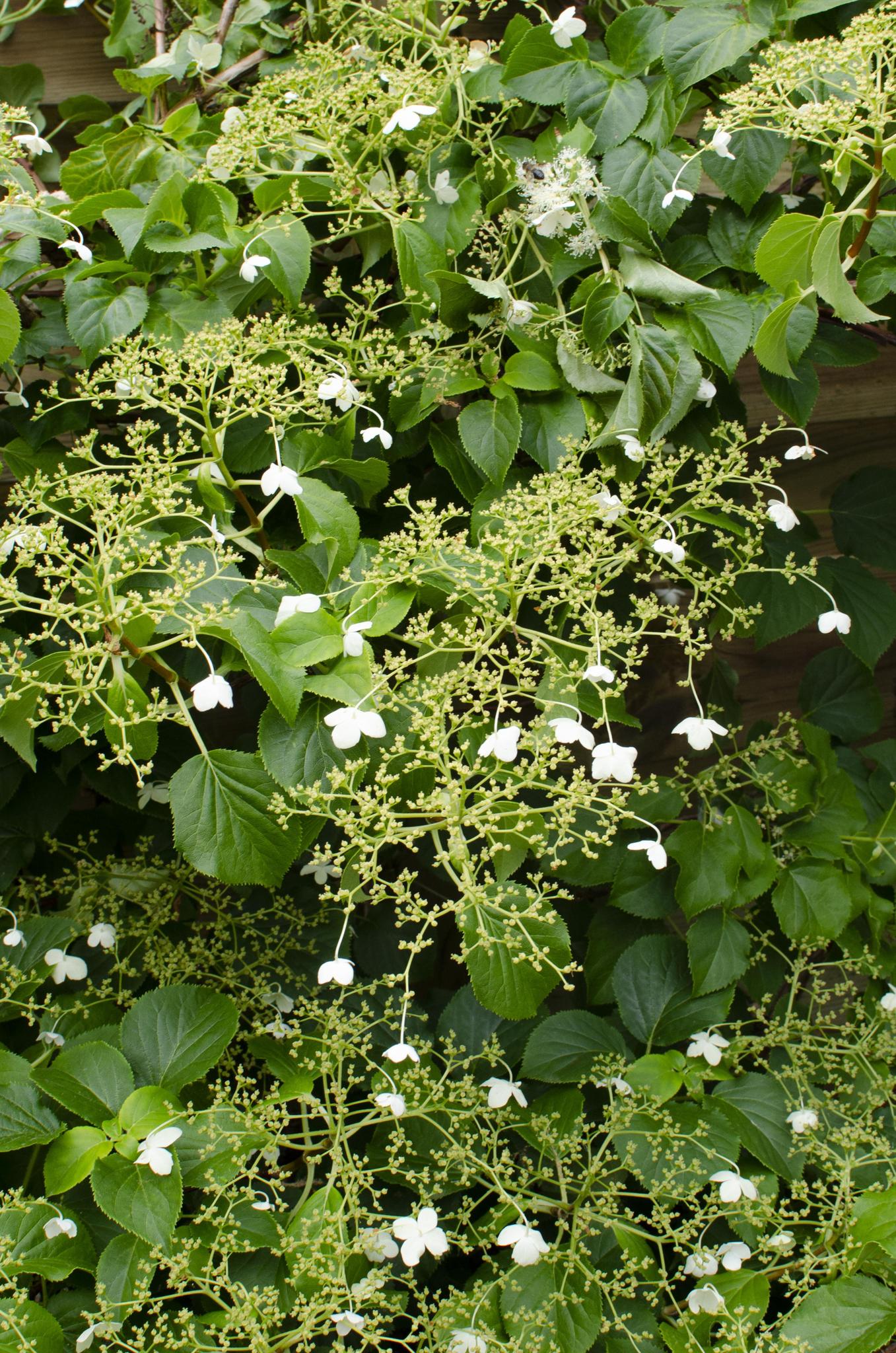 3x - Hydrangea petiolaris - ↨65cm - Ø15