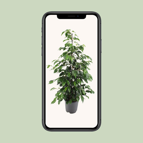 Ficus benjamina Danielle - Ø21cm - ↕95cm