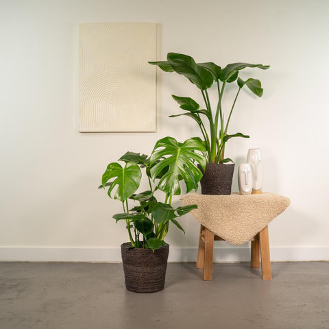 Strelitzia Nicolai - Ø19cm - ↕85cm + Monstera Deliciosa - Ø21cm - ↕75cm + Korb Igmar
