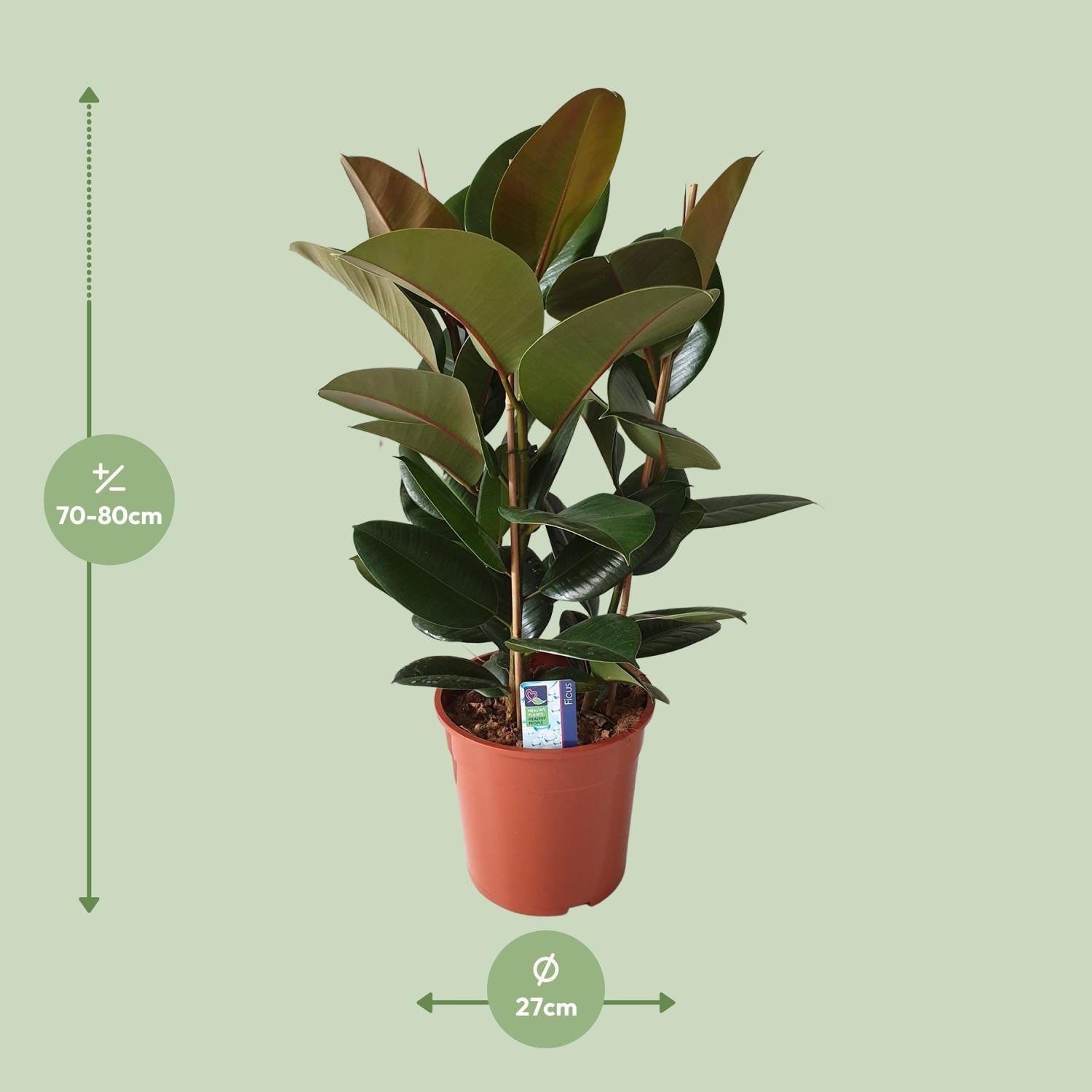 Ficus Elastica Robusta - Ø27cm - ↕80cm