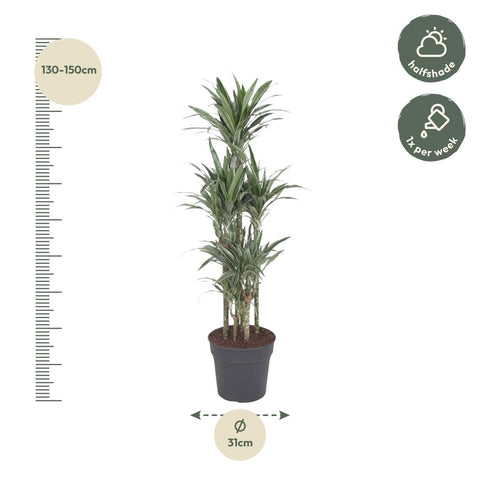 Dracaena Warneckei Carrousel - 140 cm - ø31