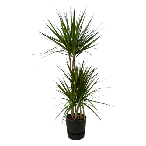 Dracaena Marginata - ↨120cm - Ø21cm inklusive Elho Greenville Rund Schwarz D24xH23