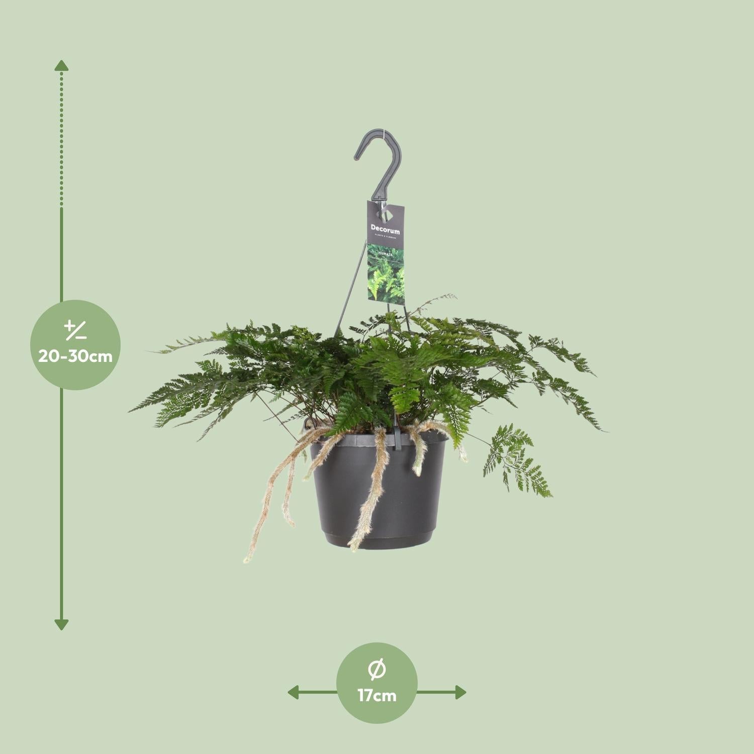 Davallia Bullata - Ø17cm - ↕30cm