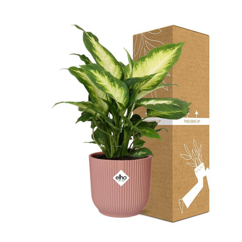 Dieffenbachia ‘Camilla’ in ELHO Vibes Fold 14cm Rosa