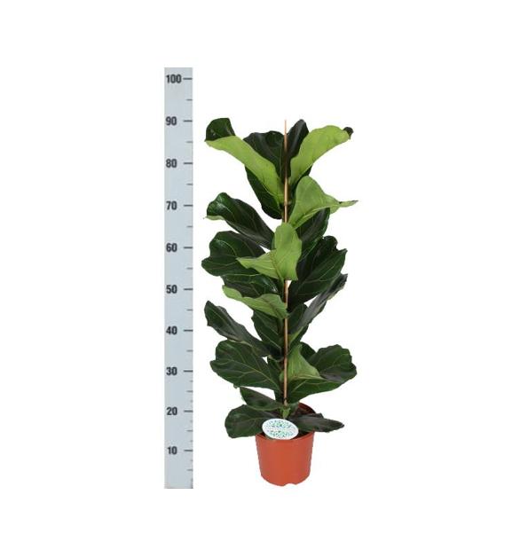 Ficus Lyrata - Ø21cm - ↕90cm in Boule Weiß Topf