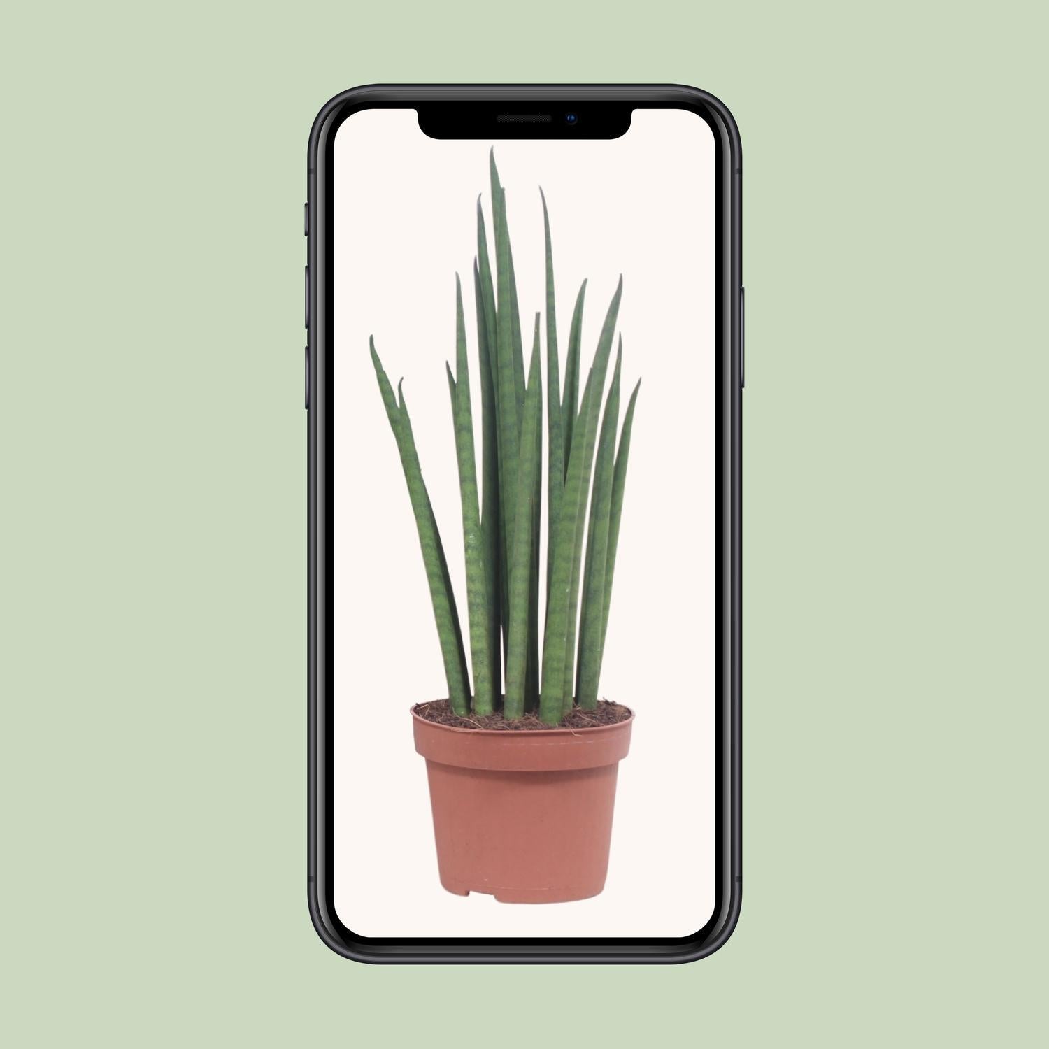 Sansevieria Mikado - Ø12cm - ↕40cm