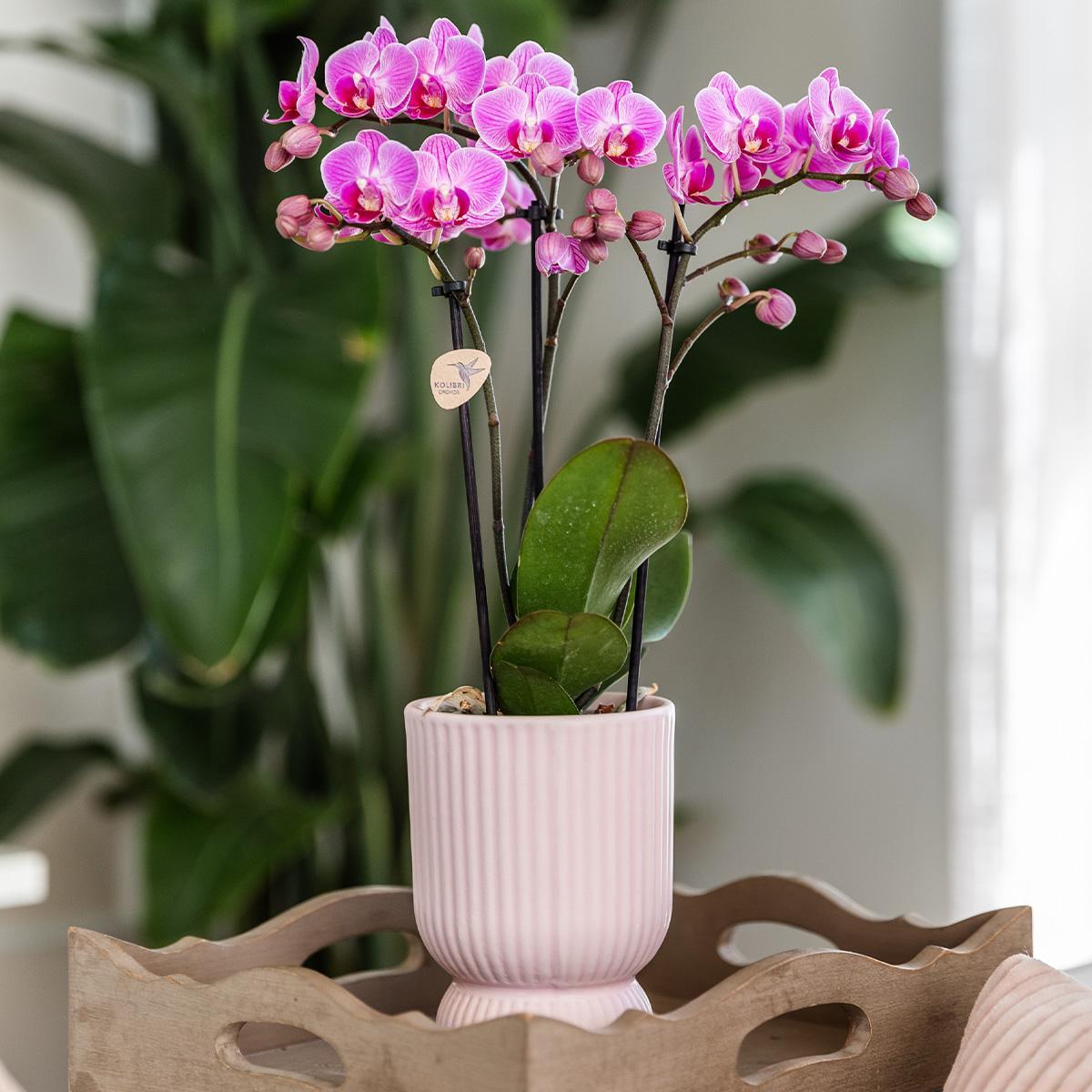 Kolibri Orchids | rosa lila Phalaenopsis Orchidee - El Salvador + Diabolo pink - Topfgröße Ø9cm | blühende Zimmerpflanze - frisch vom Züchter