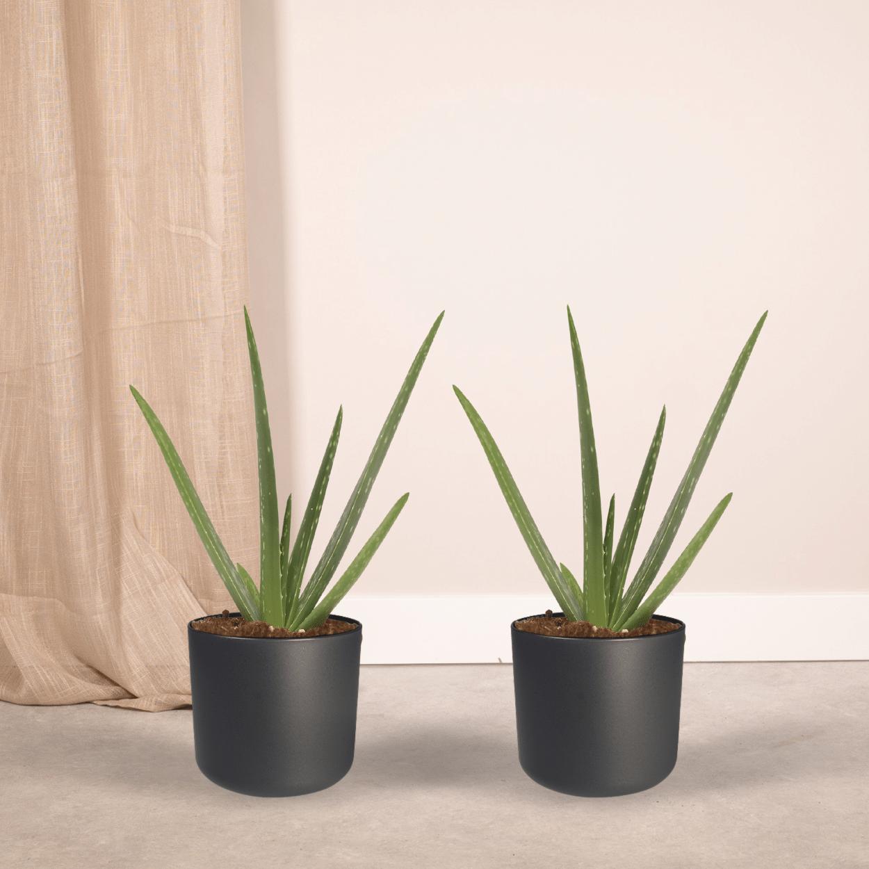 2x Aloe Vera - Sukkulente - 40cm - ø12