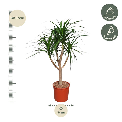 Dracaena Draco verzweigt - 160 cm - ø34