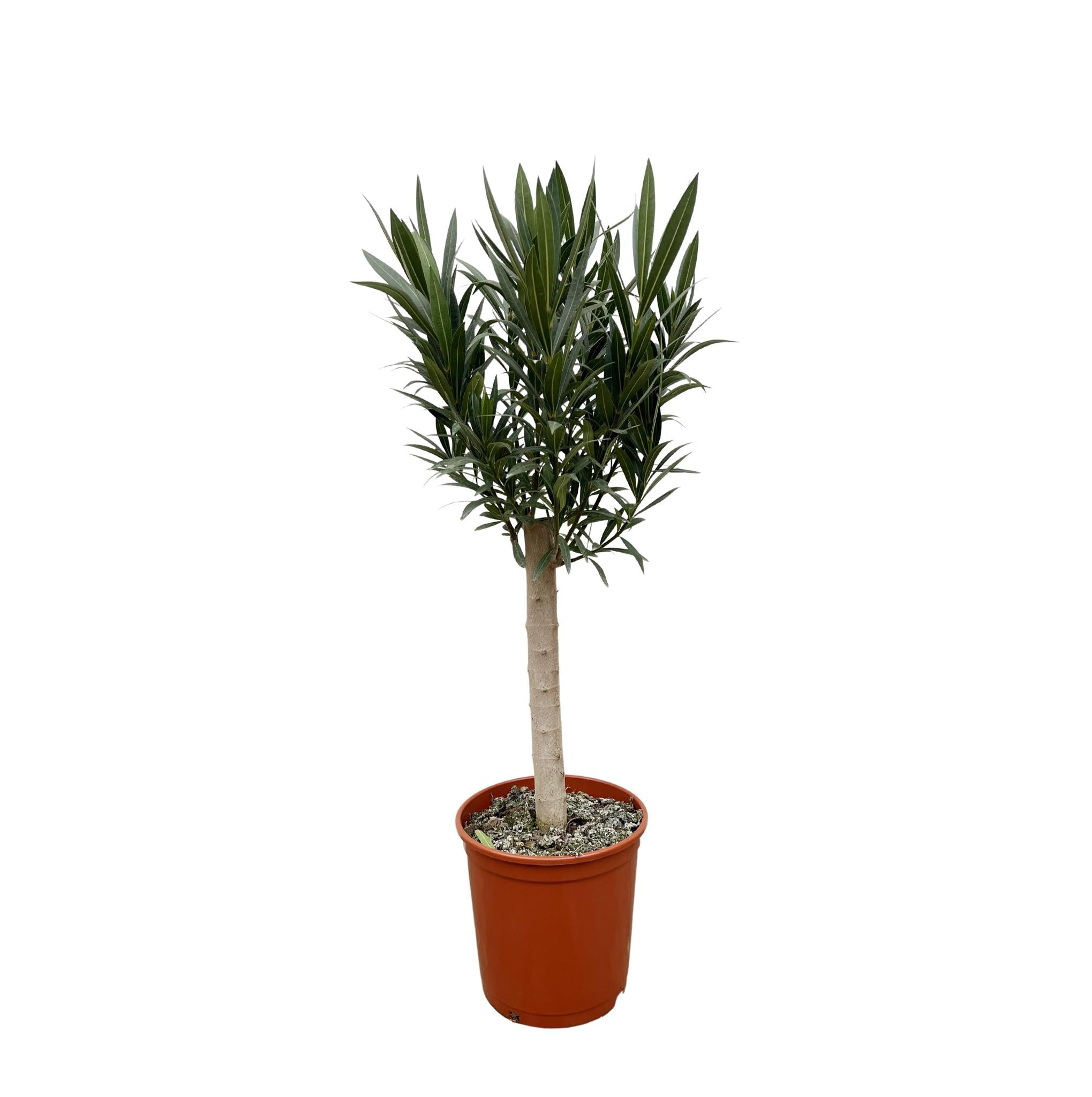 Nerium Oleander auf Stamm mit roten Blüten - 110cm - Ø22