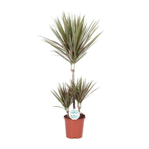 Dracaena Bicolor - Ø21cm - ↕95cm