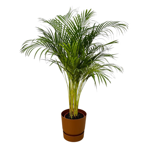 Areca Palme - ↨130cm - Ø24cm inkl. elho Greenville Rund Braun D30xH28