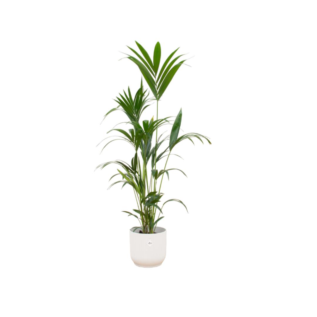 Kombi-Angebot - Kentia-Palme inkl. elho Vibes Fold Rund Weiß Ø30 - 160 cm