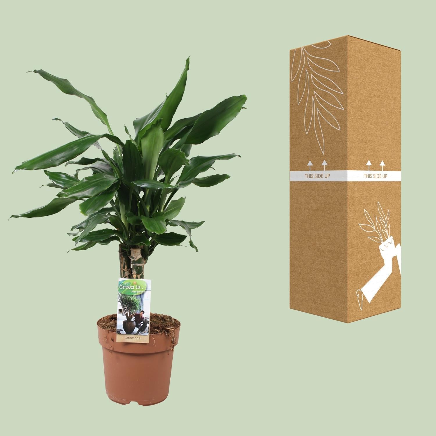 Dracaena Fagrans Steudneri Green - Ø17cm - ↕55cm