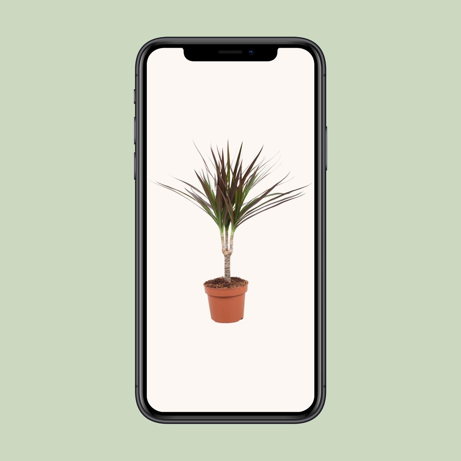 Dracaena Magenta - Ø12cm - ↕50cm