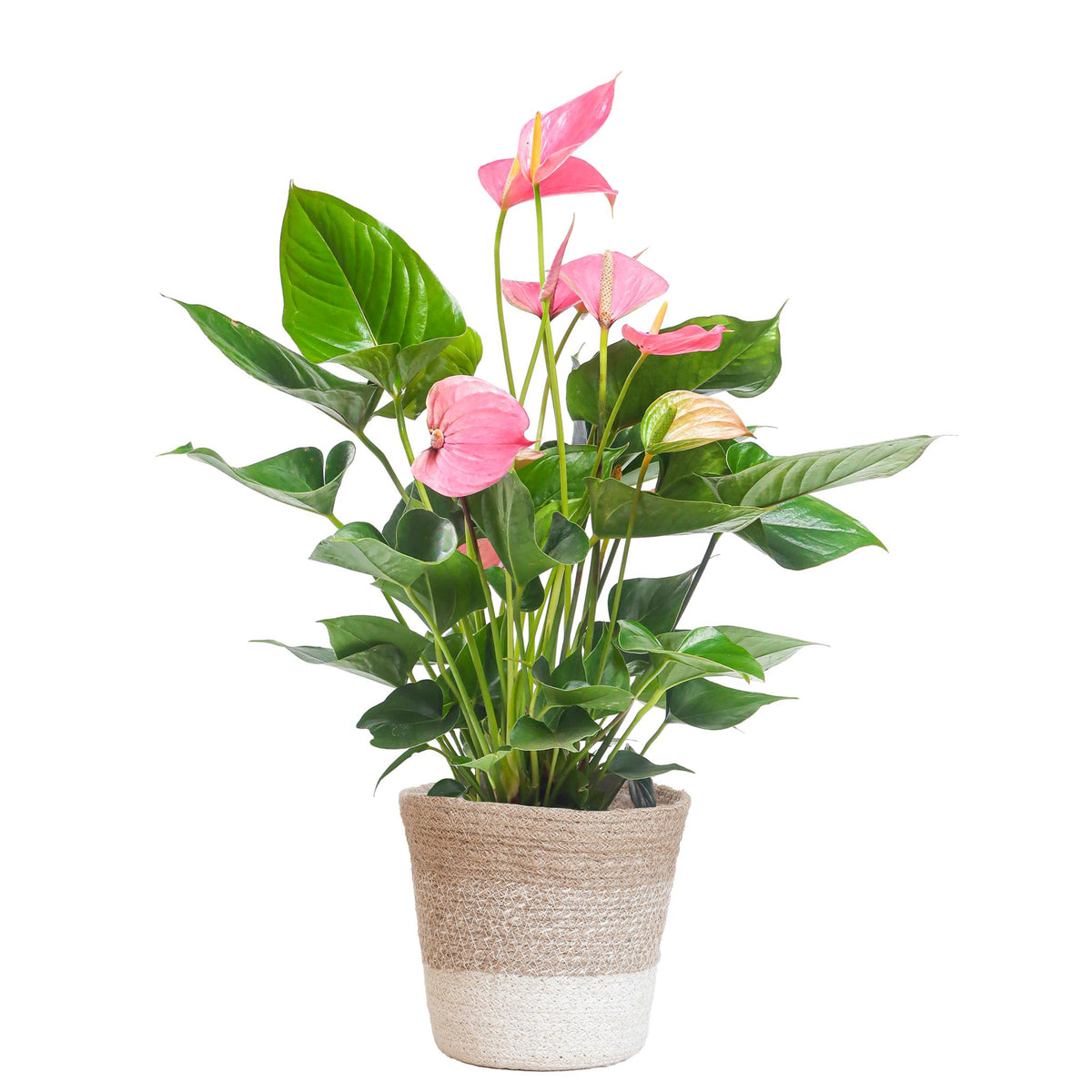 Anthurium Pink Explosion mit Lissabon Weidenkorb - 55cm - Ø17