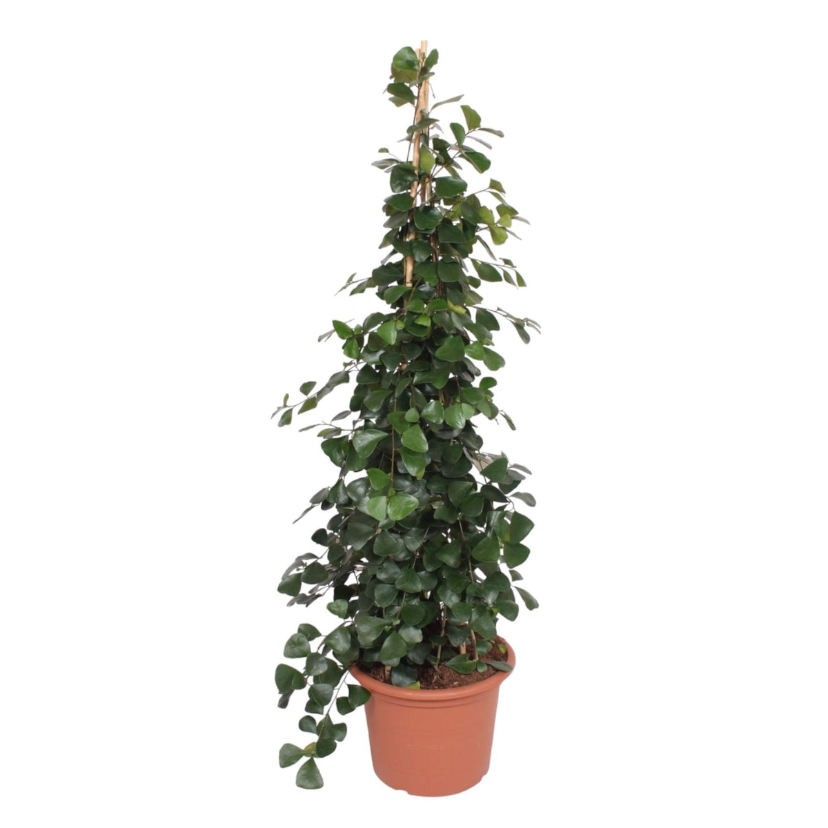 Ficus Trinova pyramide - 240 cm - ø50