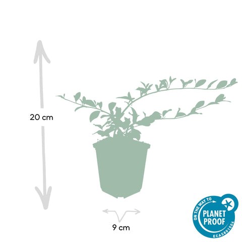 6x Cotoneaster dammeri - ↕10-25cm - Ø9cm - 6x