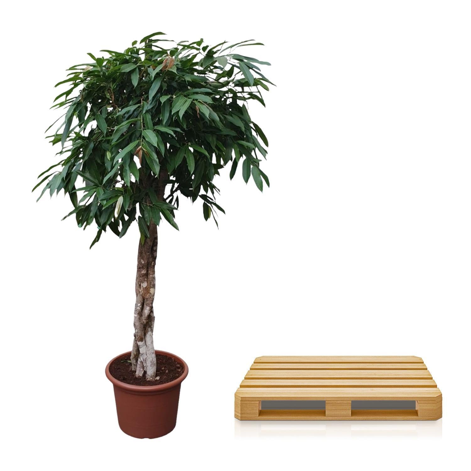 Ficus Amstel King mit geflochtenem Stamm - 190 cm - ø45