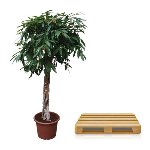 Ficus Amstel King mit geflochtenem Stamm - 190 cm - ø45