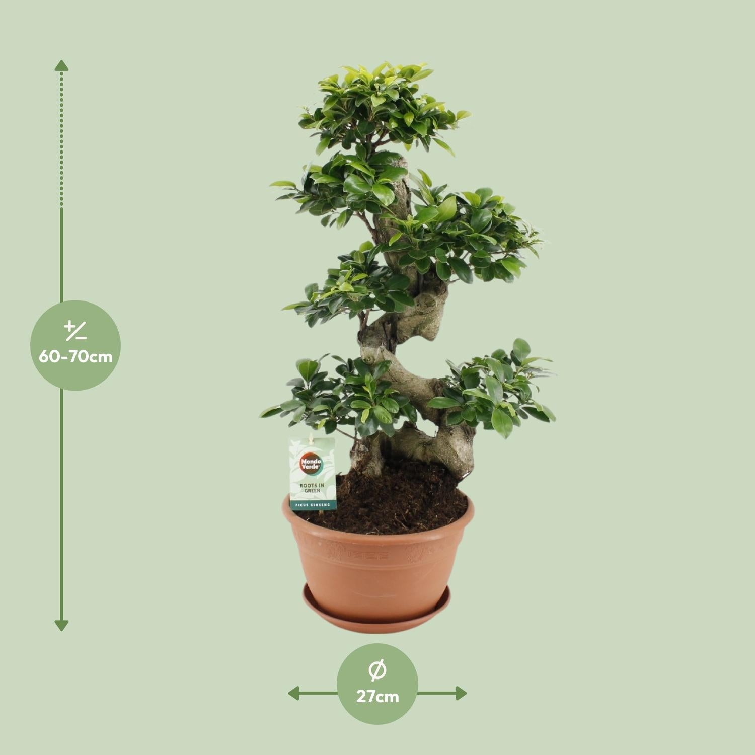 Ficus Ginseng - Ø27cm - ↕70cm