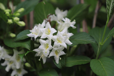 Weigela 'Candida' - ↨180cm - 1 Stück