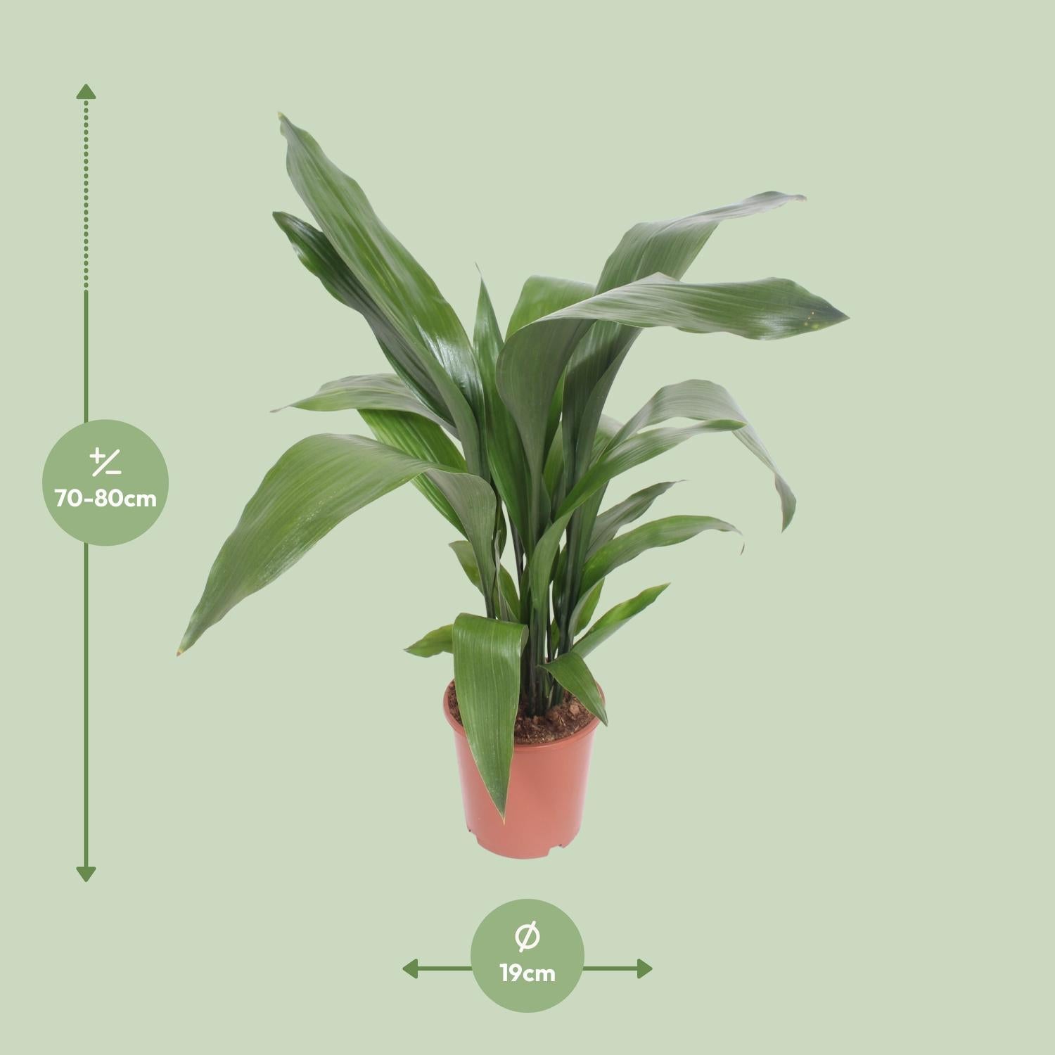 Aspidistra Elatior - Ø19cm - ↕80cm