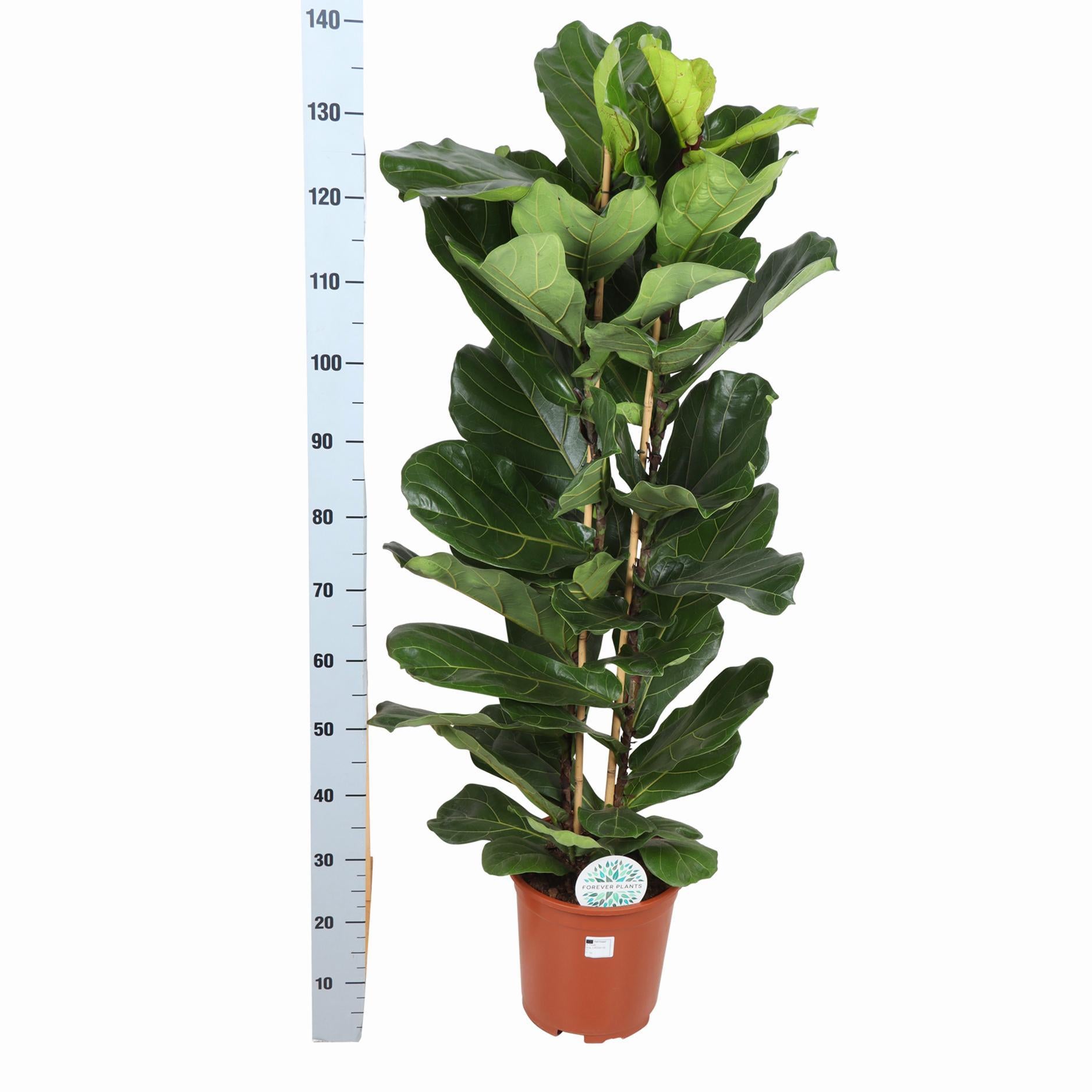 Ficus Lyrata Ø27cm ↕140cm in Boule Taupe Topf