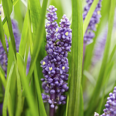 6x Liriope muscari 'Big Blue' - ↕10-25cm - Ø9cm - 12x