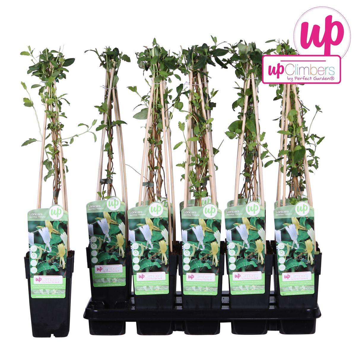 Lonicera japonica 'Halliana' - ↨65cm - Ø15