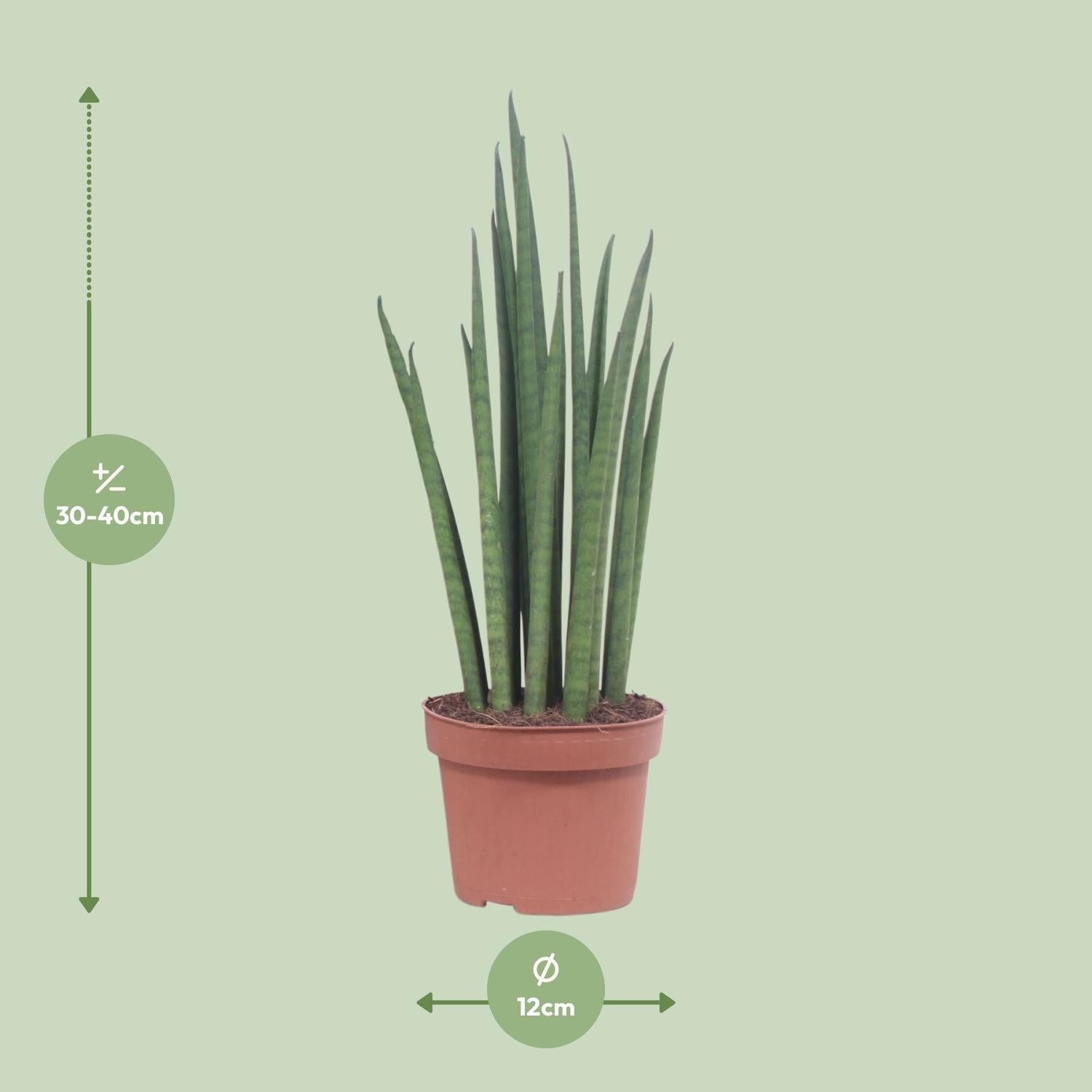 Sansevieria Mikado - Ø12cm - ↕40cm