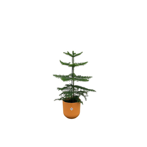 Kombi-Angebot - Araucaria (Zimmerkiefer) inkl. elho Jazz Rund Bernsteingelb Ø19 - 60 cm