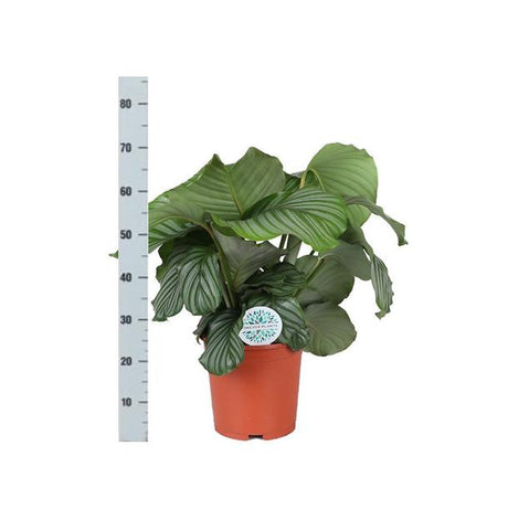 Calathea Orbifolia Ø21cm - ↕70cm in Boule Oliv Topf