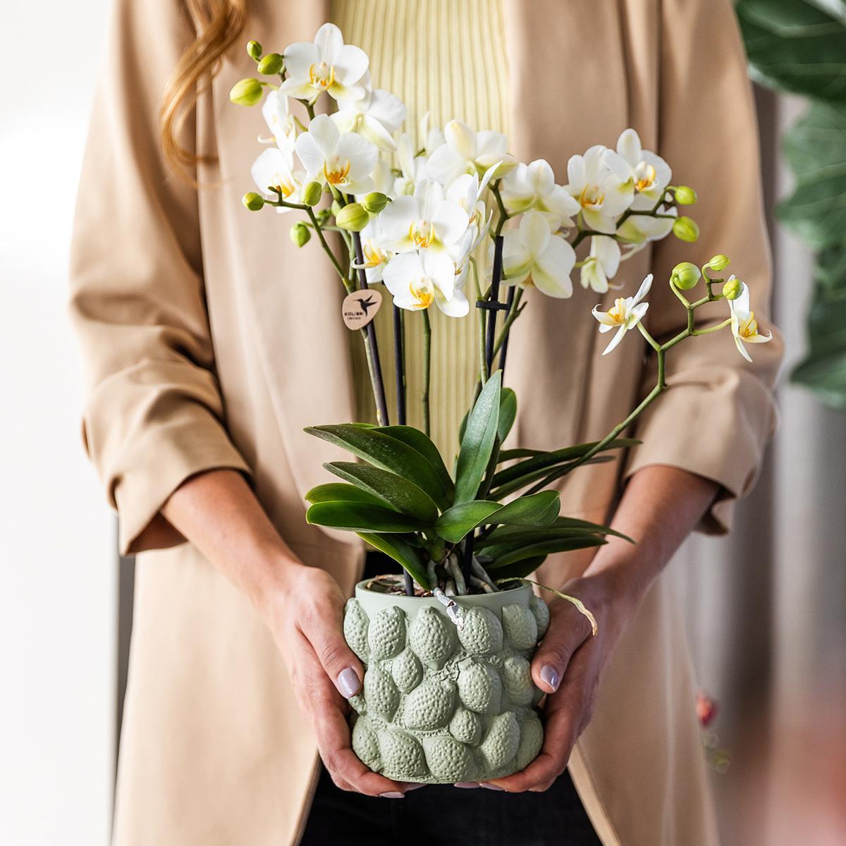 Kolibri Orchids | gelbe Phalaenopsis-Orchidee - Mexiko + Citrus-Ziertopf grün - Topfgröße Ø9cm - 40cm hoch | blühende Zimmerpflanze im Blumentopf - frisch vom Züchter