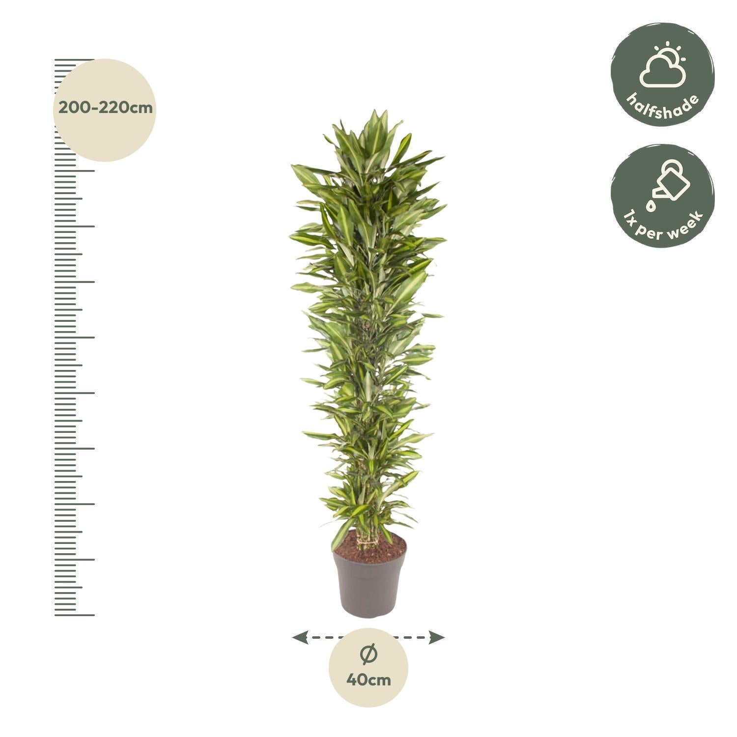 Dracaena Cintho verzweigt - 210 cm - ø40