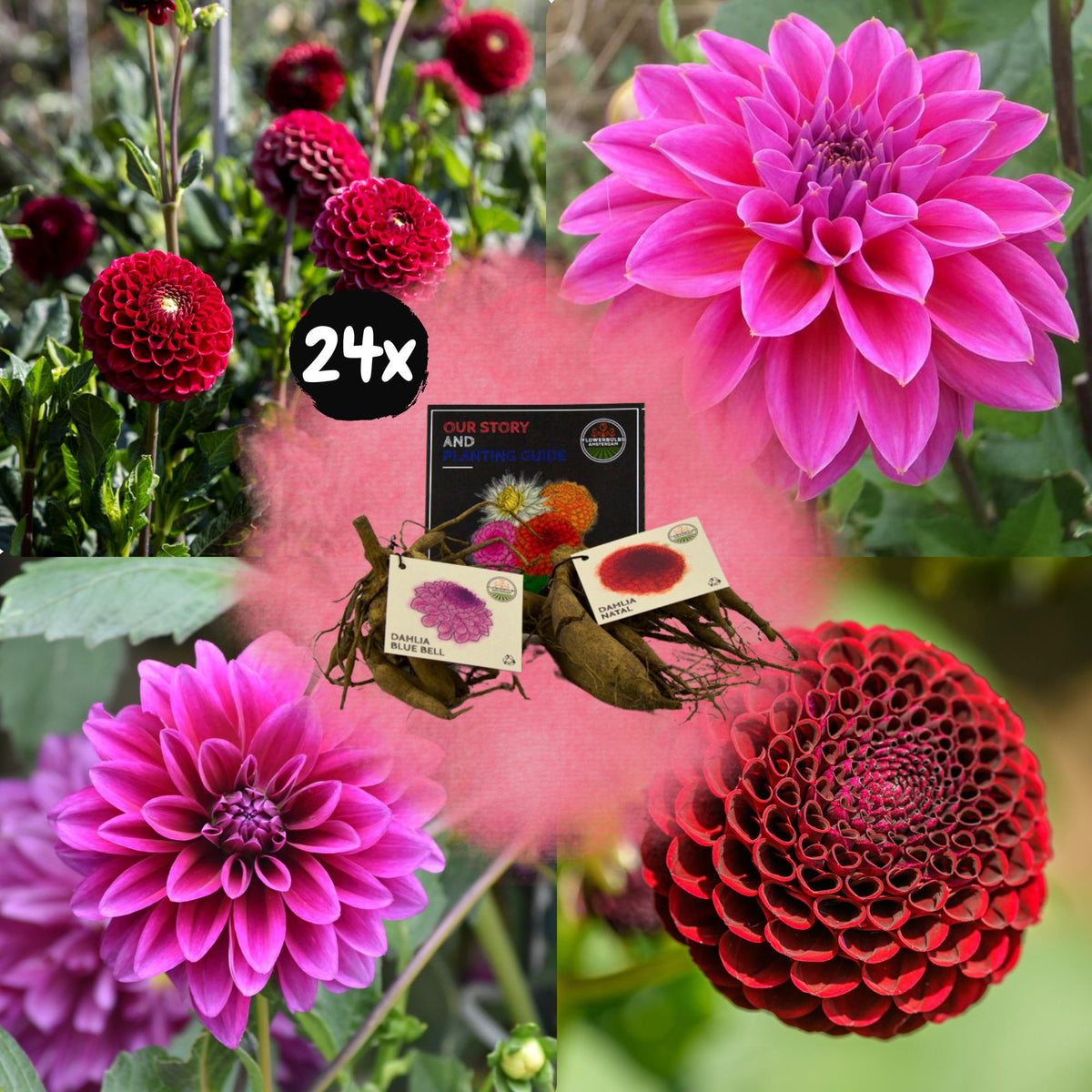 Flowerbulbs Amsterdam - Mix Gerard's darlings, Dahlia Natal & Dahlia Blue Bell, 24 stuks, 4 m2 dahlia plezier