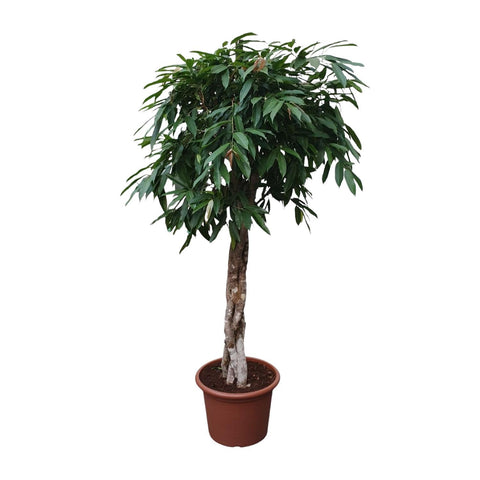 Ficus Amstel King mit geflochtenem Stamm - 190 cm - ø45