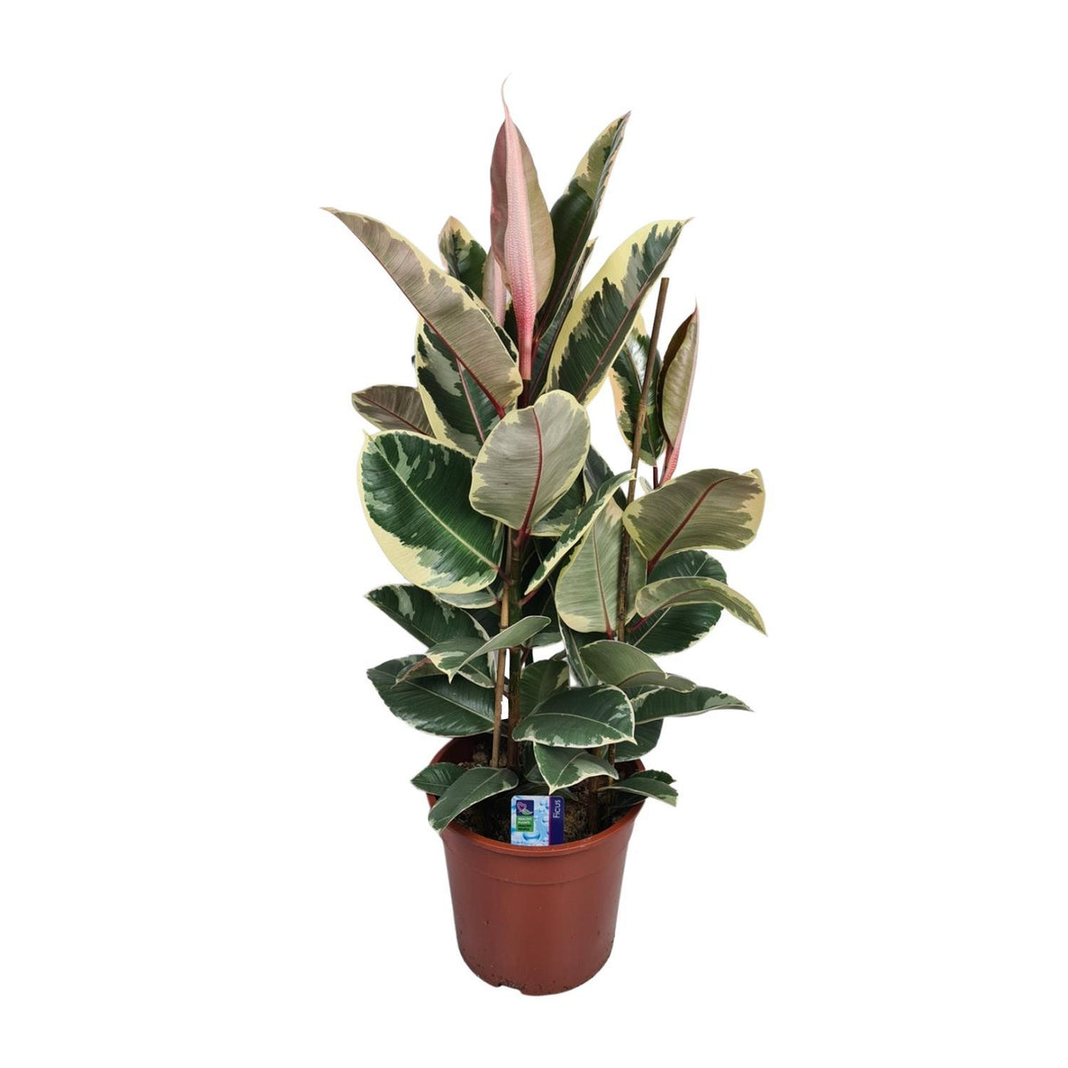 Ficus Elastica Tineke - Ø27cm - ↕85cm