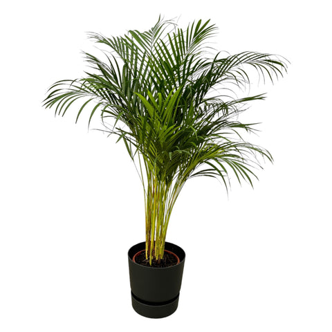 Areca Palme - ↨130cm - Ø24cm inkl. elho Greenville Rund Schwarz D30xH28