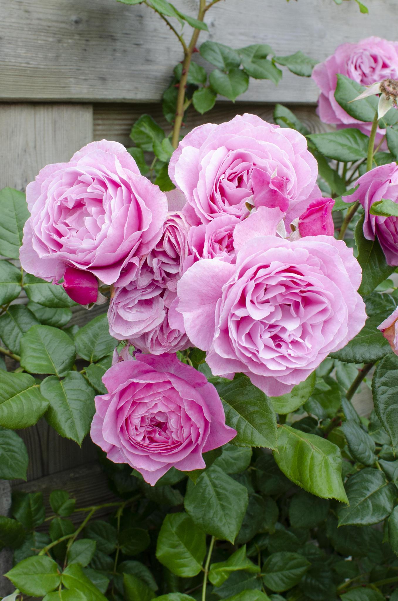 Rosa Crazy in love 'Pink' - Rosa Rose