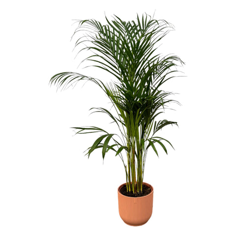 Areca Palme - ↨110cm - Ø21cm inkl. elho Vibes Fold Rund Rosa D22xH20