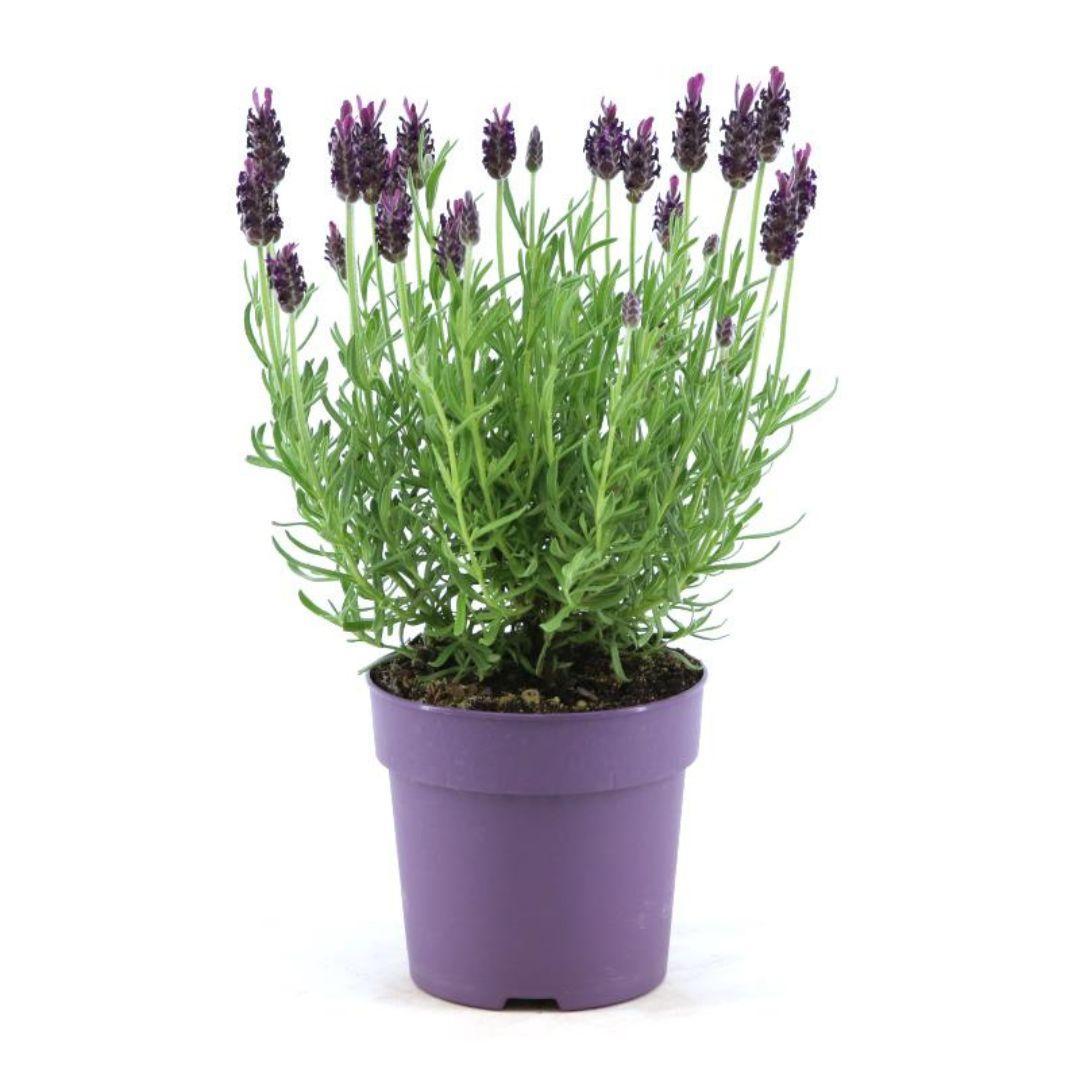 Lavandula Stoechas Anouk® - 12 cm Topf - Set mit 6 Schopflavendel